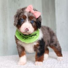 Bernedoodle Puppy Lexi