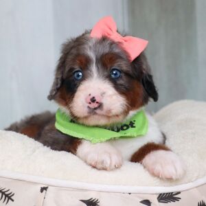 Bernedoodle Puppy Lexi