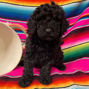 Goldendoodle Puppy Barley