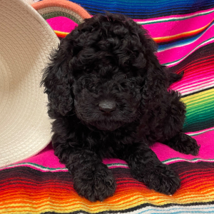 Goldendoodle Puppy Barley