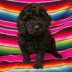 Goldendoodle Puppy Barley