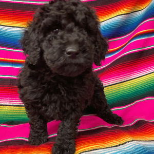 Goldendoodle Puppy Barley