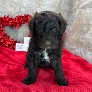 Poodle Puppy Tanner