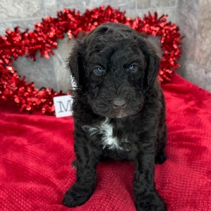 Poodle Puppy Tanner