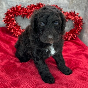Poodle Puppy Tanner