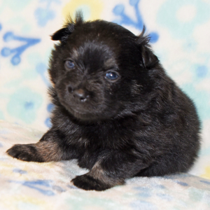 Pomeranian Puppy Pia