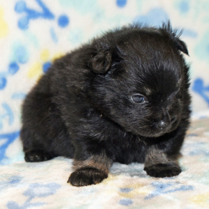 Pomeranian Puppy Pia