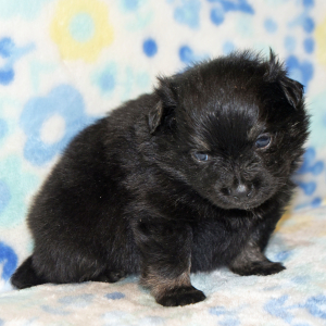 Pomeranian Puppy Pia
