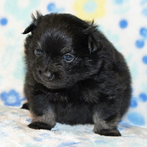 Pomeranian Puppy Pia
