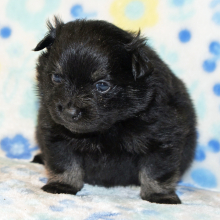 Pomeranian Puppy Pia