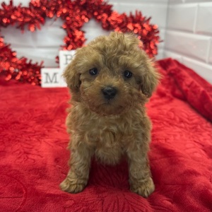 Poodle Puppy Nero