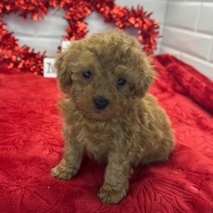 Poodle Puppy Nero