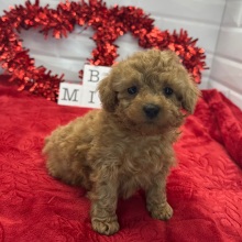 Poodle Puppy Nero