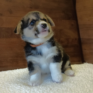 Pembroke Welsh Corgi Puppy Toby