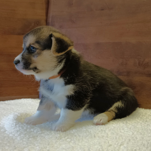 Pembroke Welsh Corgi Puppy Toby