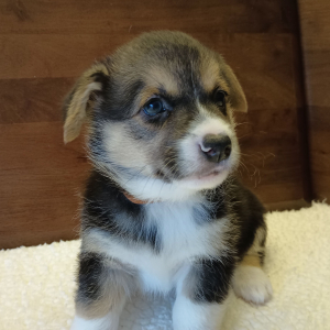 Pembroke Welsh Corgi Puppy Toby
