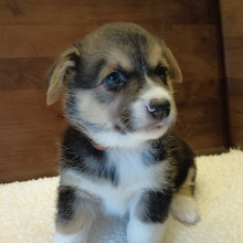 Pembroke Welsh Corgi Puppy Toby