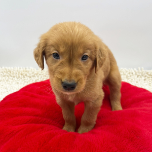 Golden Retriever Puppy Sean