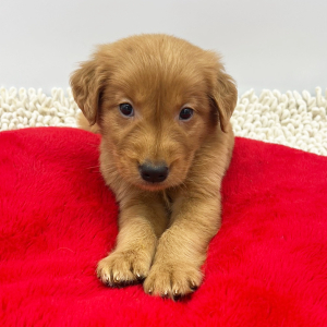 Golden Retriever Puppy Sean