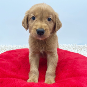 Golden Retriever Puppy Sean