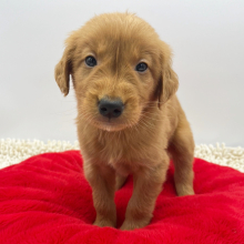 Golden Retriever Puppy Sean