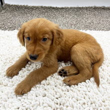 Golden Retriever Puppy Sean