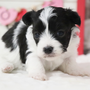 Havanese Puppy Odessa