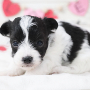 Havanese Puppy Odessa