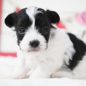 Havanese Puppy Odessa