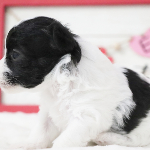 Havanese Puppy Odessa