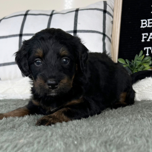 Bernedoodle Puppy Lenny