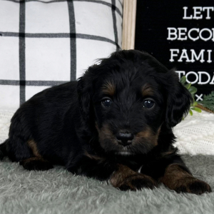 Bernedoodle Puppy Lenny
