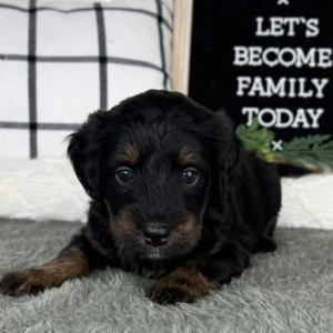 Bernedoodle Puppy Lenny