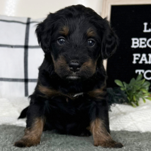 Bernedoodle Puppy Lenny
