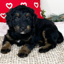Bernedoodle Puppy Lenny