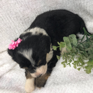 Bernedoodle Puppy Rhett
