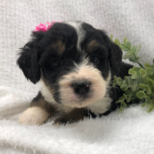 Bernedoodle Puppy Rhett