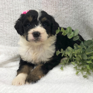 Bernedoodle Puppy Rhett