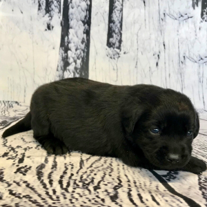 Labrador Retriever Puppy Cameo