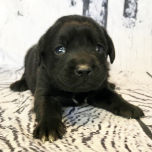 Labrador Retriever Puppy Cameo