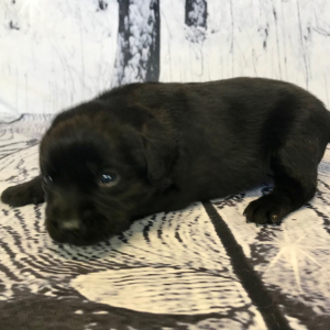 Labrador Retriever Puppy Cameo