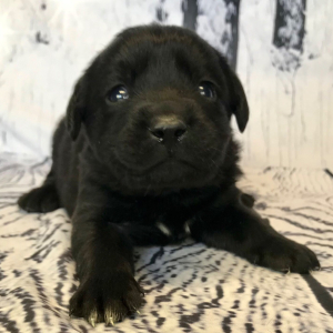 Labrador Retriever Puppy Cameo