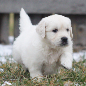 Golden Retriever Puppy Toffee