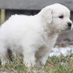 Golden Retriever Puppy Toffee