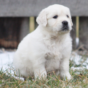 Golden Retriever Puppy Toffee