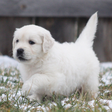 Golden Retriever Puppy Toffee