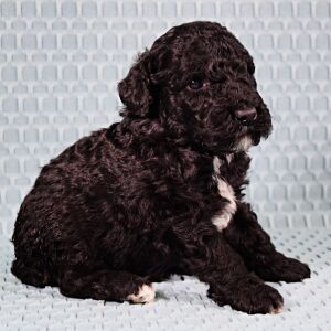 Poodle Puppy Tanto