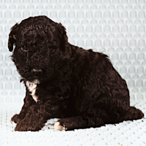 Poodle Puppy Tanto