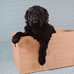 Poodle Puppy Tripp