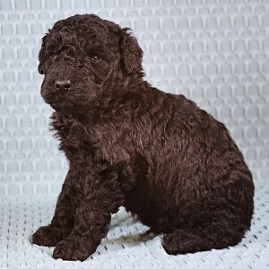 Poodle Puppy Tripp